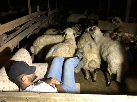 koyun koyuna yatıyoruz